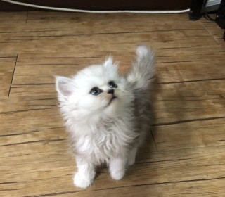 페르시안 무료분양