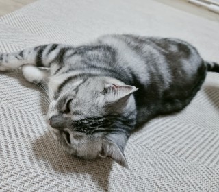 아메리칸 숏헤어 무료분양