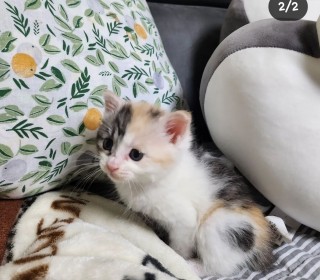한국 고양이 무료분양