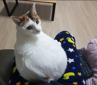 한국 고양이 무료분양