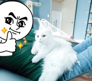 기타 무료분양
