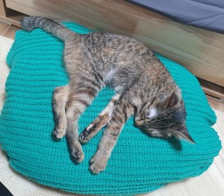 한국 고양이 무료분양