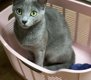 러시안 블루 무료분양