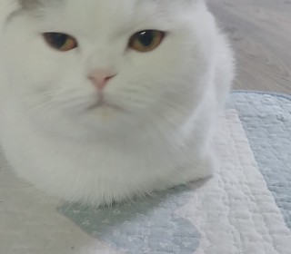 스코티쉬 폴드 무료분양