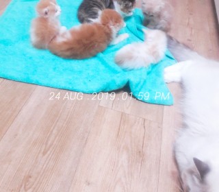 기타 무료분양