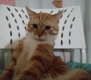 한국 고양이 무료분양