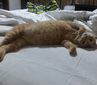 한국 고양이 무료분양