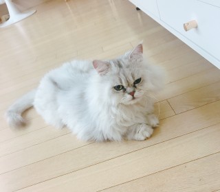 페르시안 무료분양