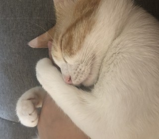 한국 고양이 무료분양