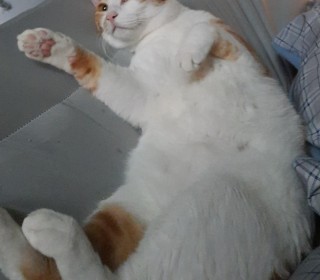 한국 고양이 무료분양
