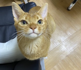 아비시니안 무료분양
