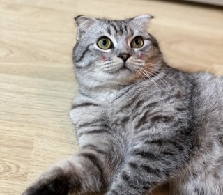 스코티쉬 폴드 무료분양