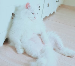 터키쉬앙고라 무료분양
