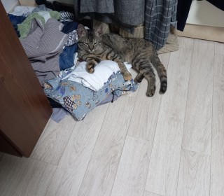 기타 무료분양