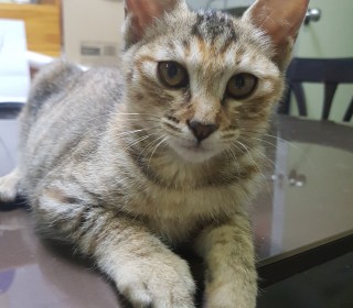기타 무료분양
