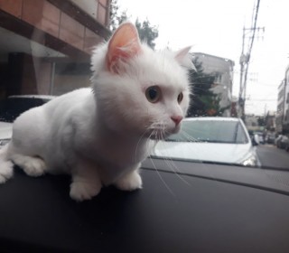 기타 무료분양