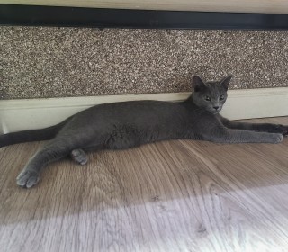 러시안 블루 무료분양