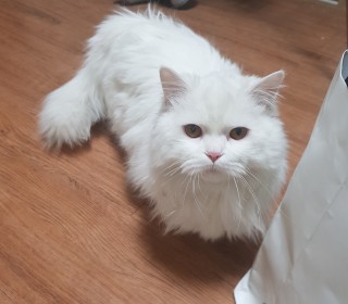 기타 무료분양
