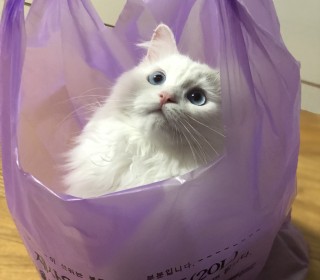 렉돌 무료분양