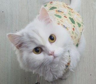 페르시안 무료분양