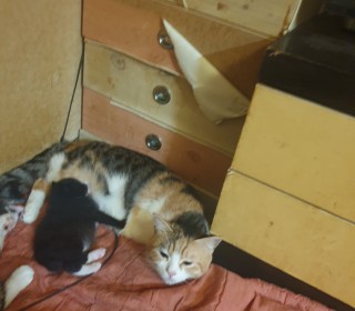 기타 무료분양