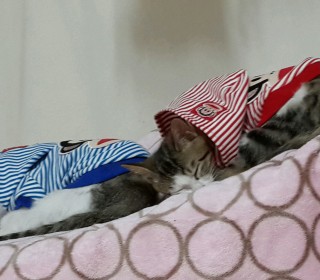 한국 고양이 무료분양
