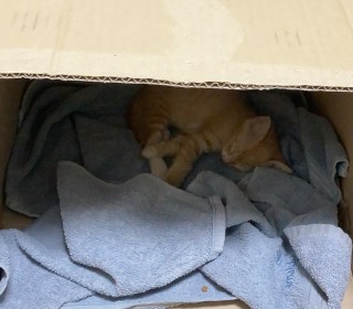 한국 고양이 무료분양