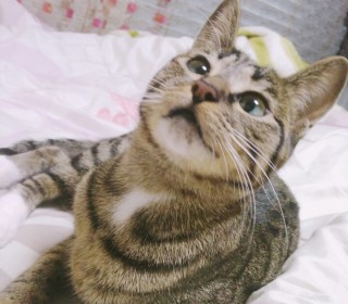 아메리칸 숏헤어 무료분양