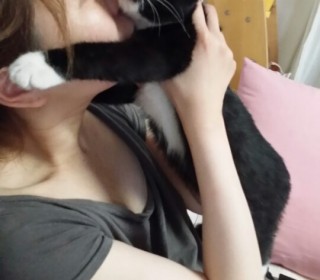 아메리칸 숏헤어 무료분양