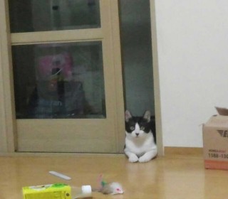  무료분양