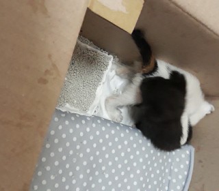 한국 고양이 무료분양