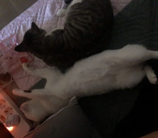 한국 고양이 무료분양
