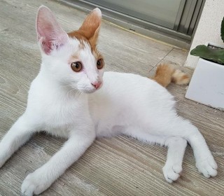  무료분양