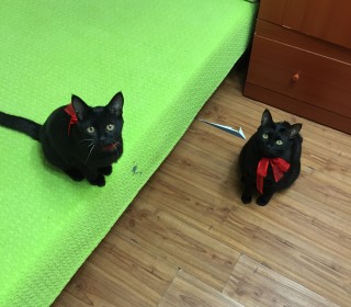 한국 고양이 무료분양
