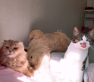 한국 고양이 무료분양