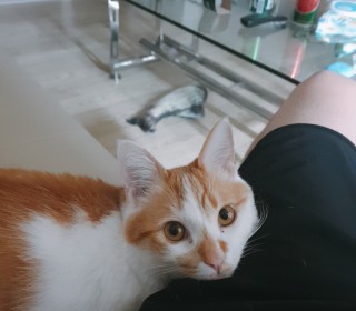 한국 고양이 무료분양