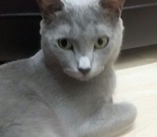 러시안 블루 무료분양
