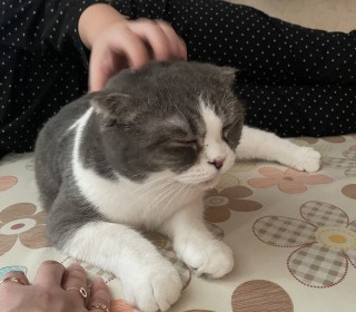 스코티쉬 폴드 무료분양
