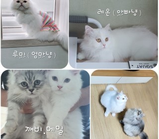 페르시안 무료분양