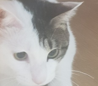 한국 고양이 무료분양