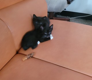 기타 무료분양