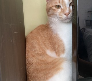 한국 고양이 무료분양