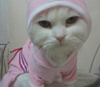 터키쉬앙고라 무료분양