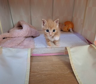 한국 고양이 무료분양