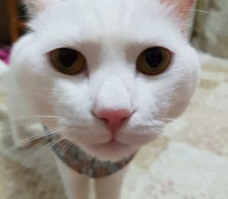 터키쉬앙고라 무료분양