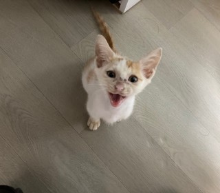 한국 고양이 무료분양