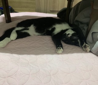 한국 고양이 무료분양