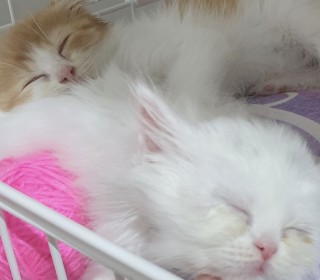 스코티쉬 폴드 무료분양