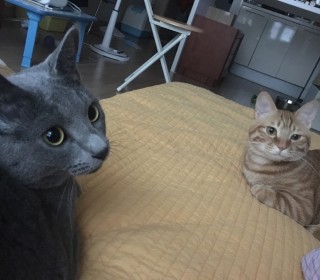 러시안 블루 무료분양