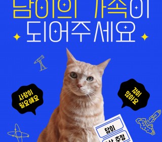 한국 고양이 무료분양